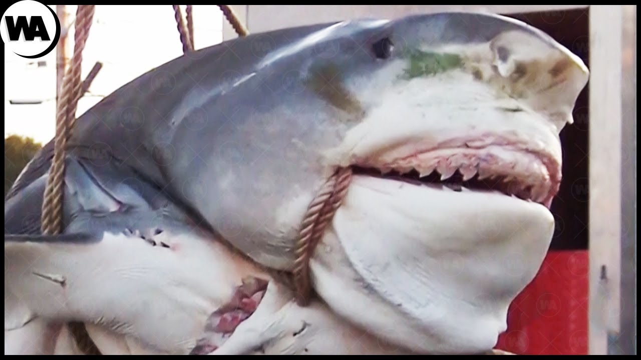 Ne Donnez Jamais d'Eau A un Requin