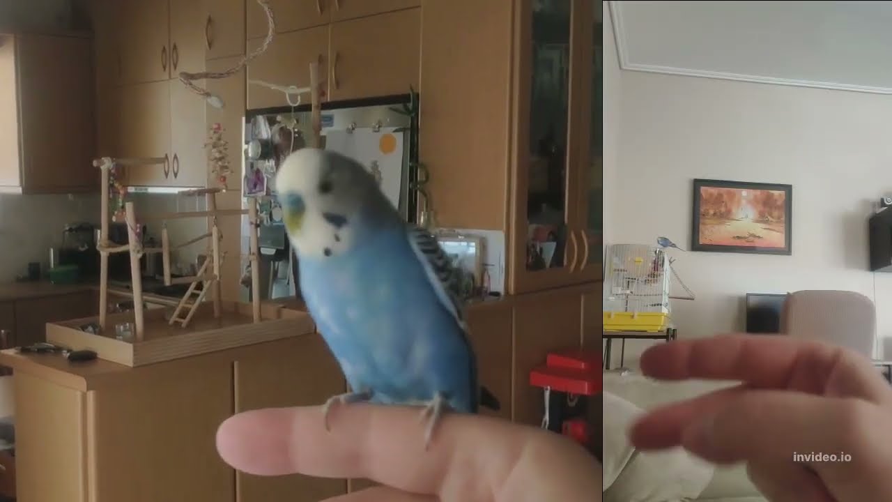 Μπάτζι για αρχάριους στα ελληνικά. Budgie for beginners (with subtitles)