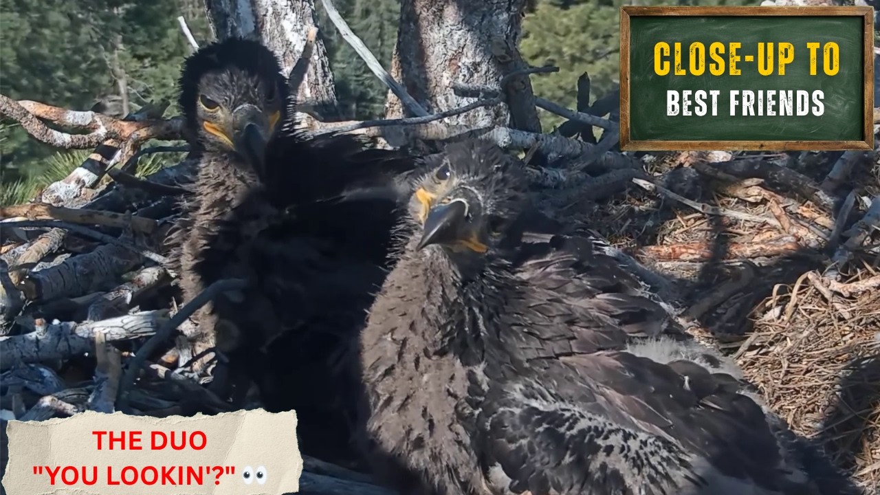 GET A SUPER CLOSE-UP LOOK AT SANDY AND LUNA'S BEAUTIFUL EAGLE FACES! 🥹