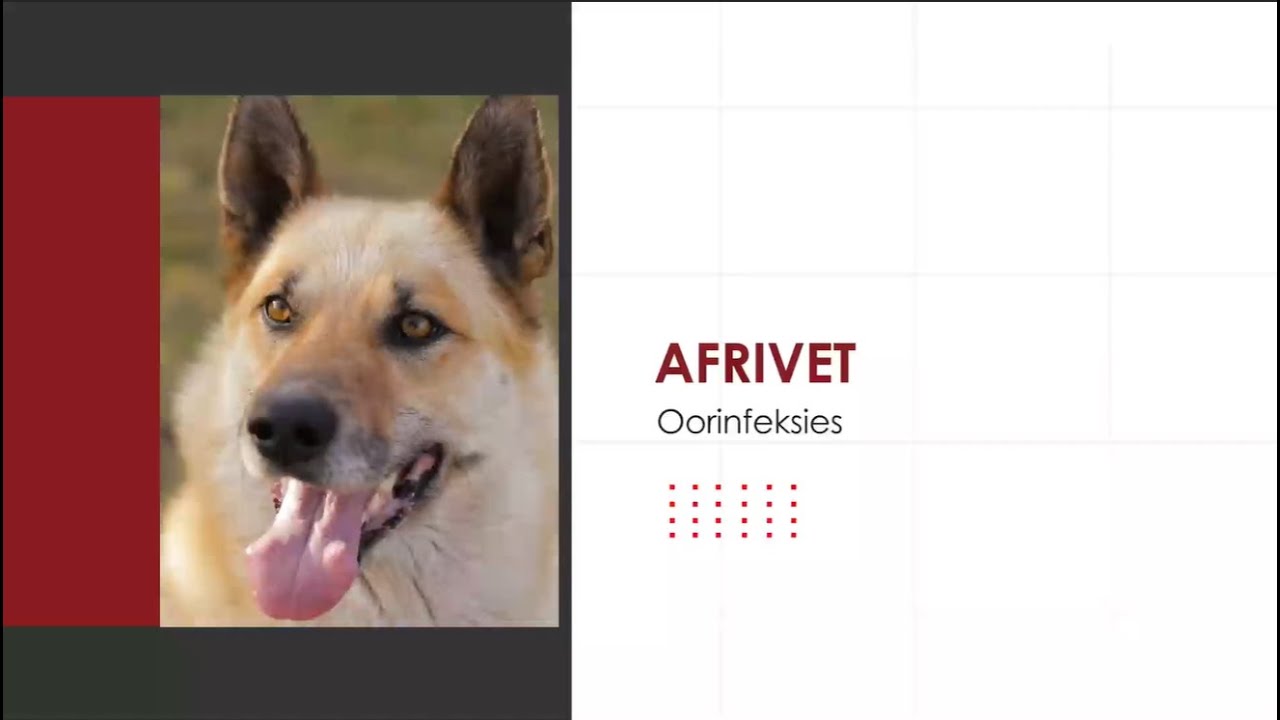 Afrivet | Oorinfeksies in Honde