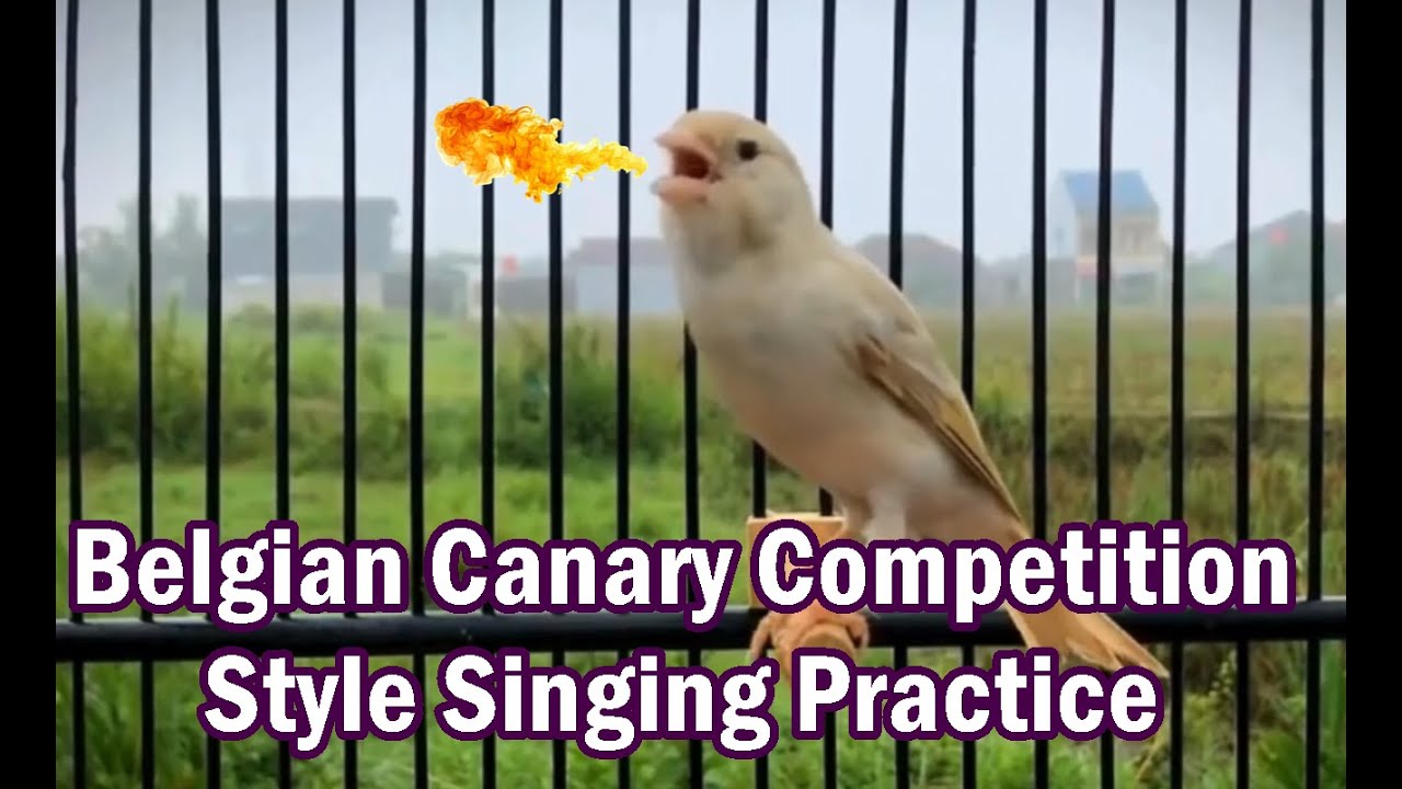 Belgian Canary Competition-Style Singing Practice