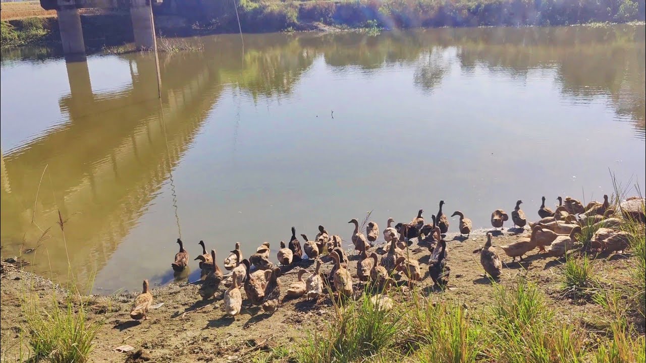 How do domestic ducks move?