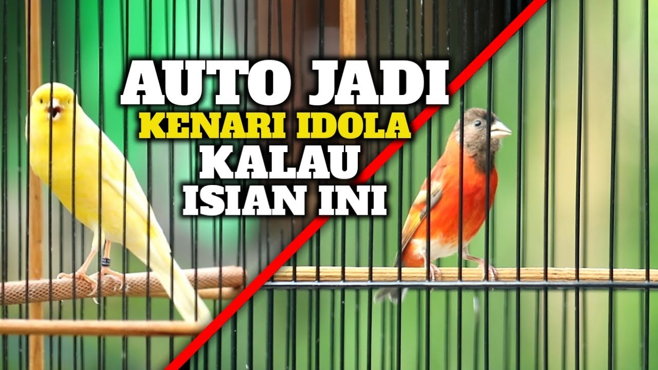 KENARIMU AUTO MAHAL KALO BISA MENIRUKAN SUARA BURUNG INI‼️Masteran kenari | Red siskin