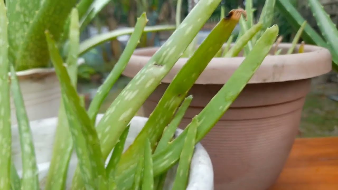 Aloe Babies Keep Coming