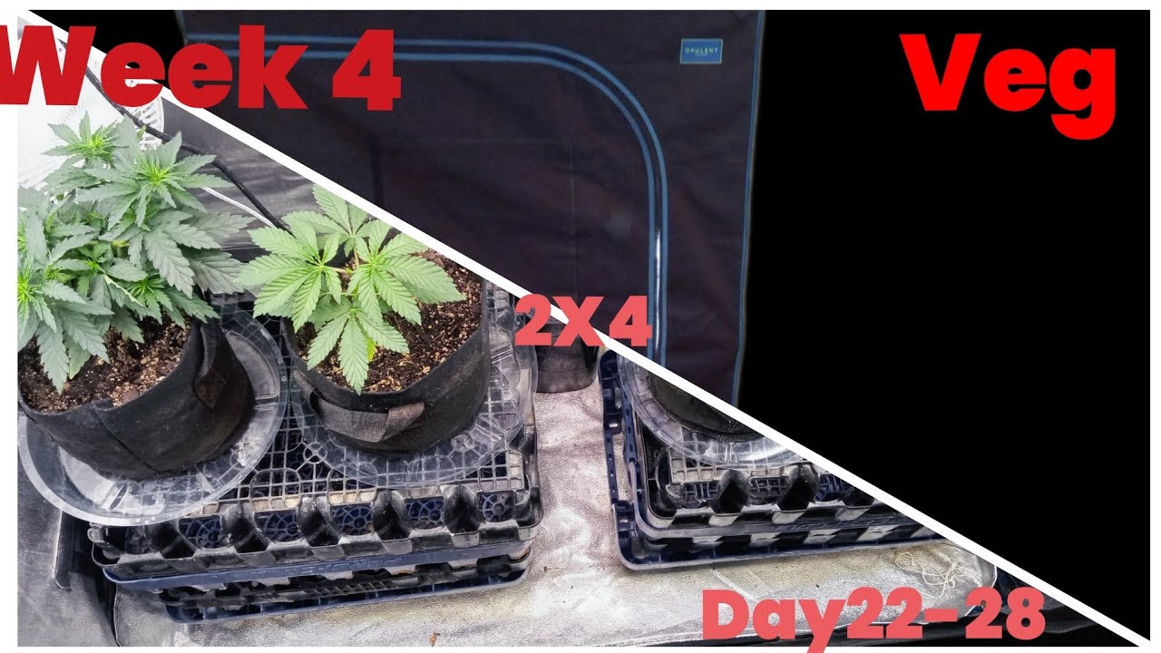 Week 4 of Veg(2X4) and low stress training