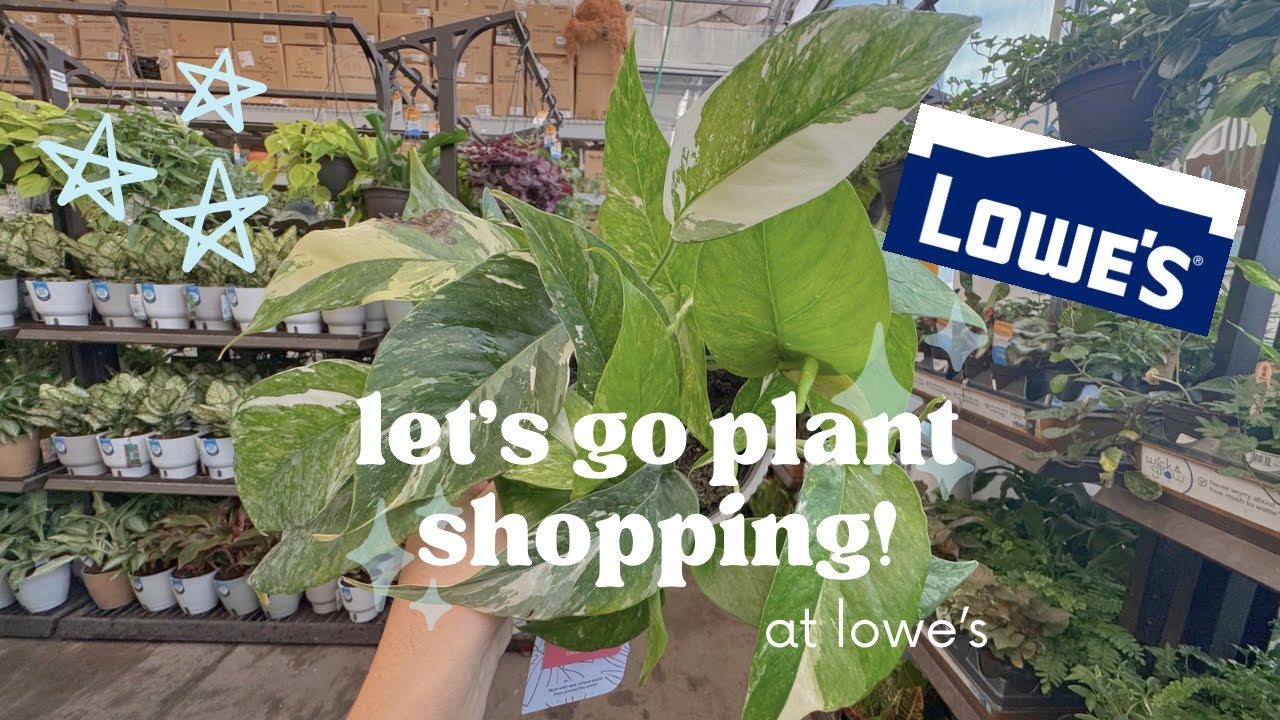 I’ve NEVER Seen These Plants at a Box Store Before!! Plant Shopping at Lowe’s in Killeen, TX 🤠🌿
