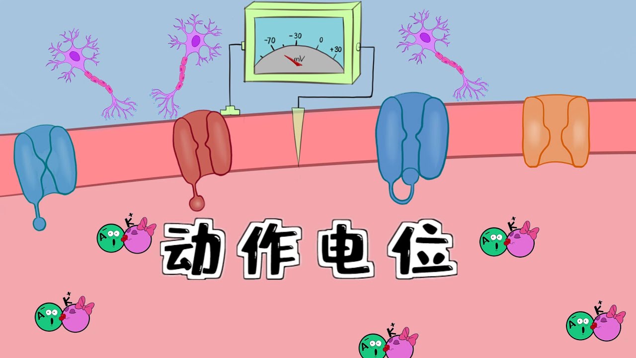 医学漫画 | 细胞的动作电位、兴奋性和麻醉药 Neuron action potential - physiology