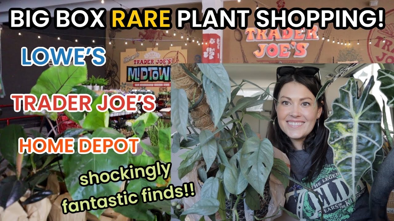 $30 BUDGET Big Box RARE Plant Shopping! Trader Joes, Lowes & Home Depot Plant Haul