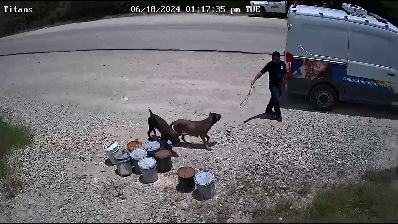 Dowdy Ferry Dump. 2 Cane Corso's.