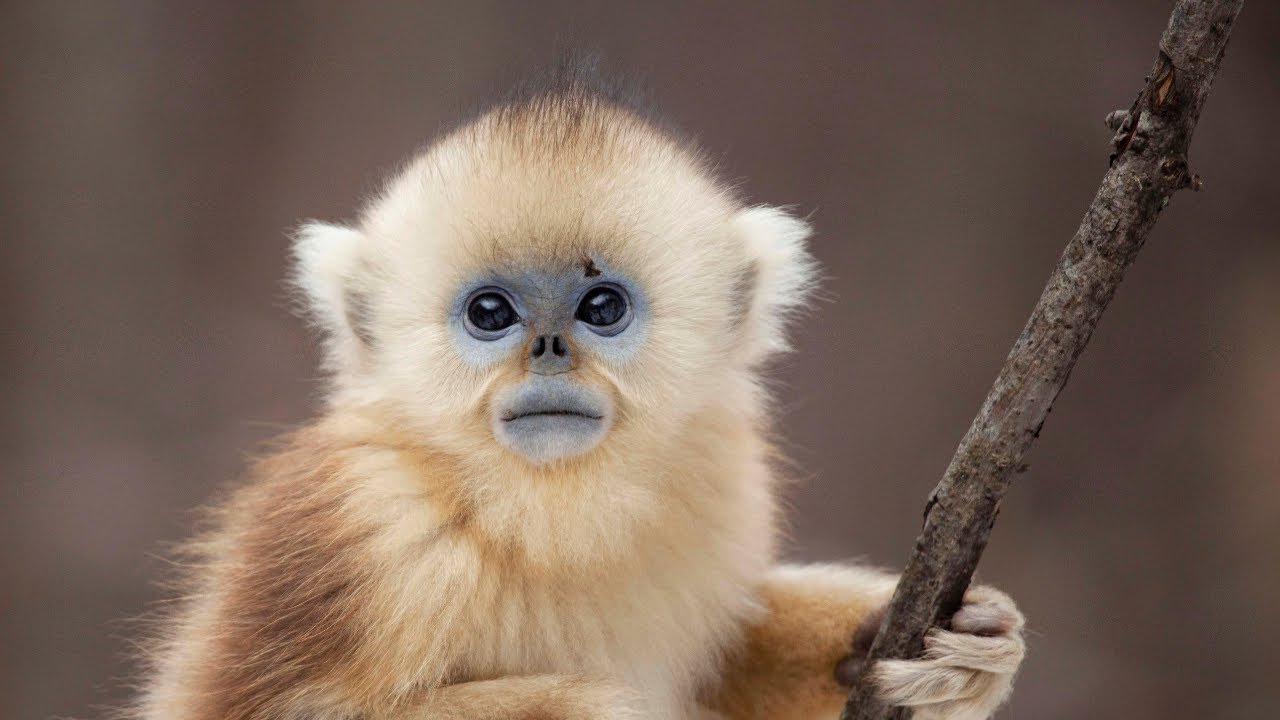 The Monkey With Blue Skin and No Nose | Seven Worlds, One Planet | BBC Earth