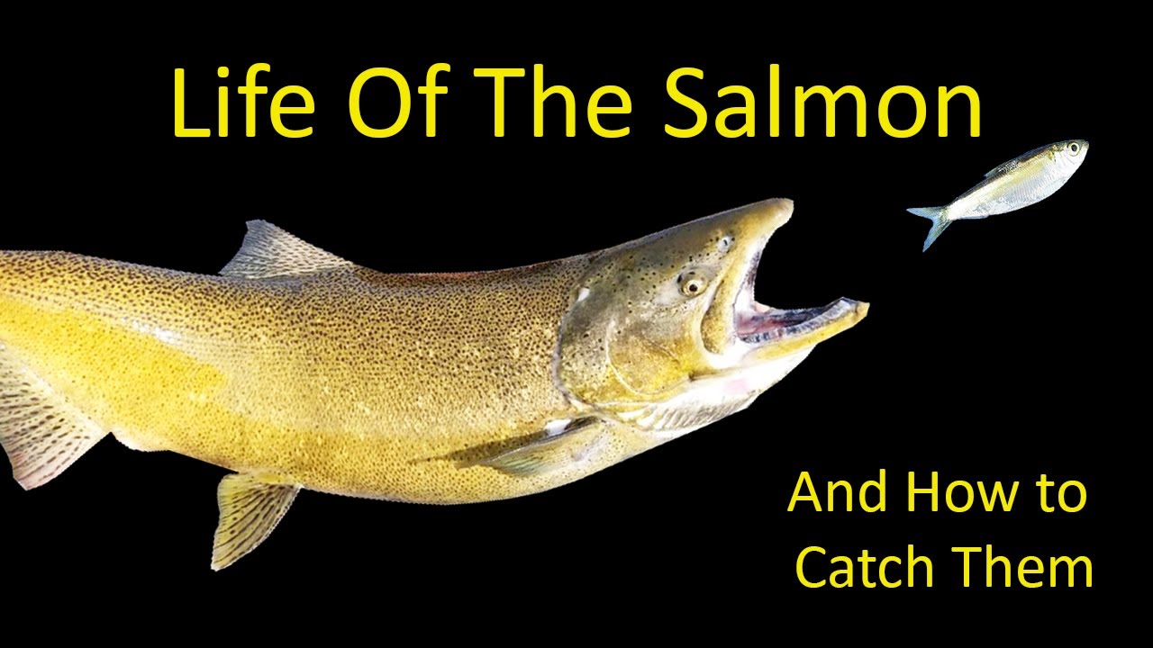 Life of the Chinook and Coho Salmon and How to Catch One Fishing