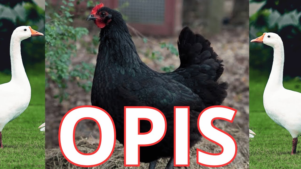 opis rasy australorp