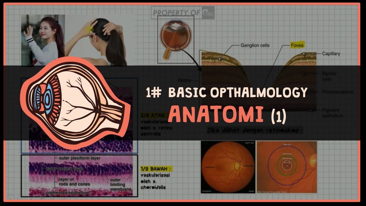 ANATOMI MATA paket Lengkap part 1 #1 BASIC OPTHALMOLOGY