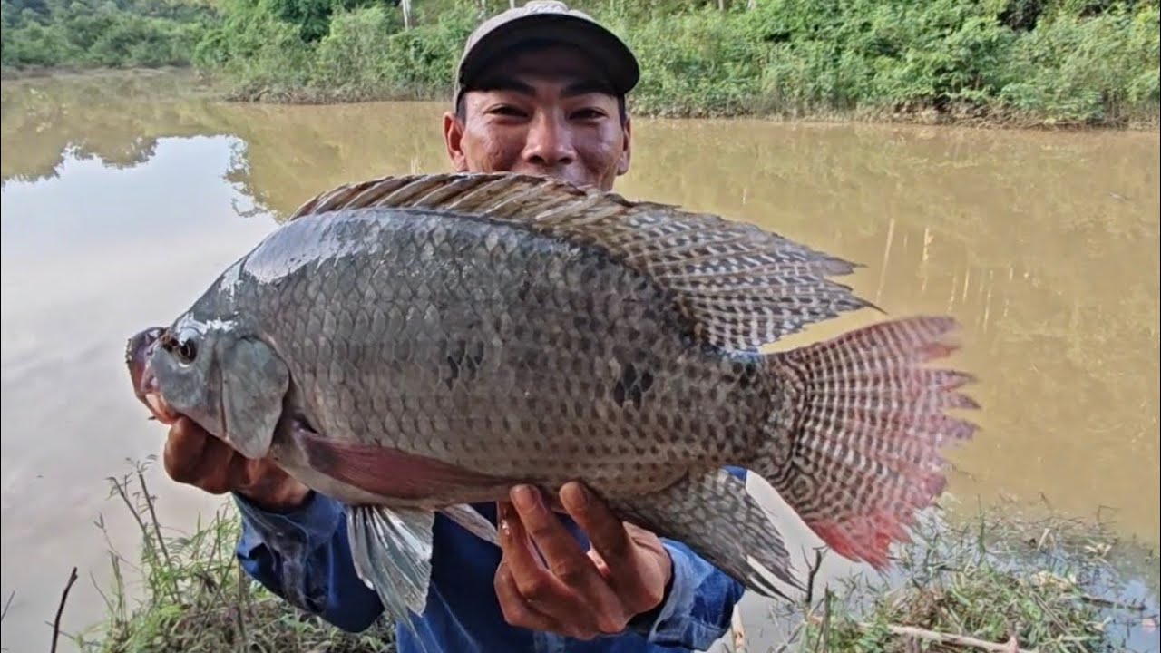 Hành trình truy tìm Rô Phi 5kg Tự nhiên Phần 2