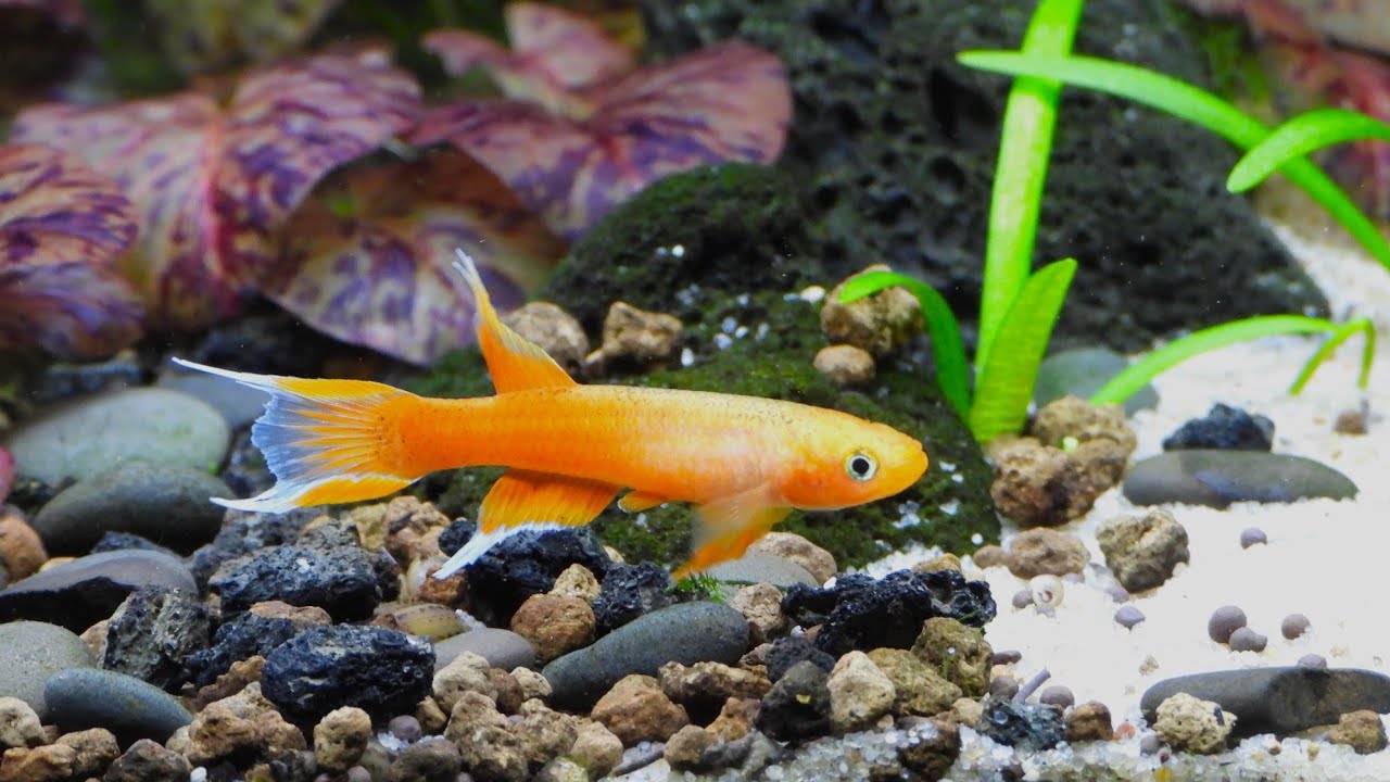 Tropical Aquarium fish community tank