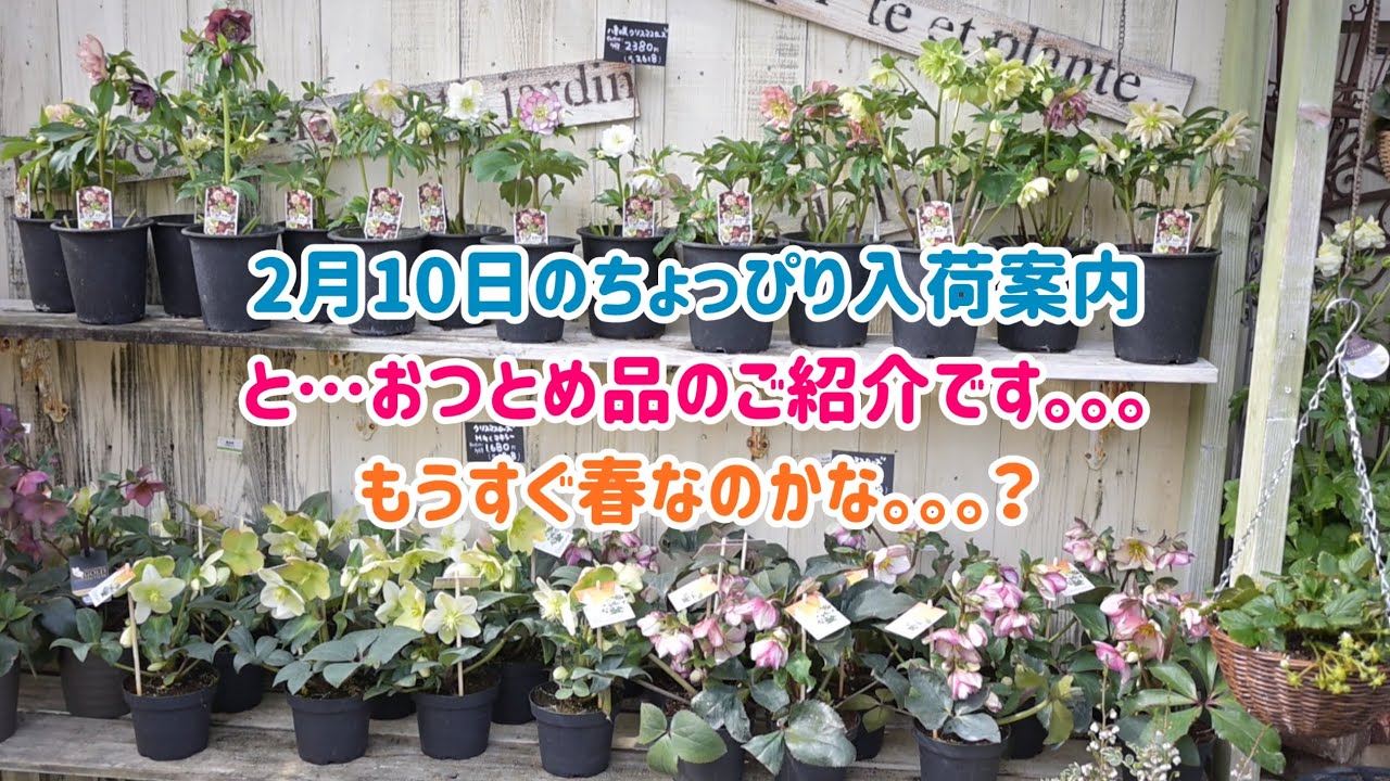 2月10日のちょっぴり入荷案内とおつとめ品。。。