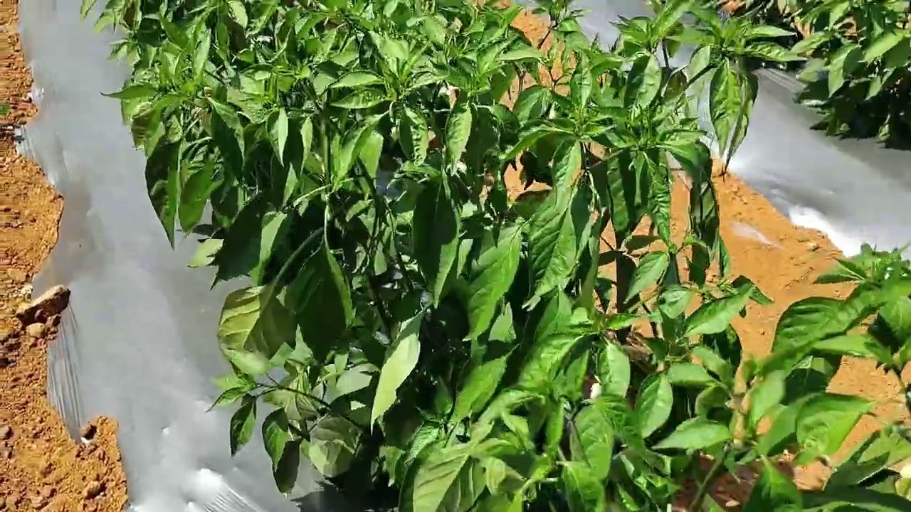 “Hands in the soil. Heart in the work.”“Farming isn’t a job. It’s a way of life...