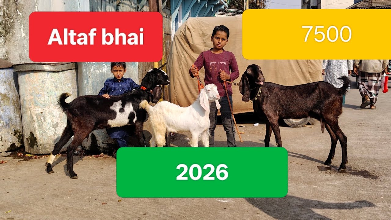Altaf bhai lai Punjabi female Sojat Male Top quality #goat #animals #goatfarming 
