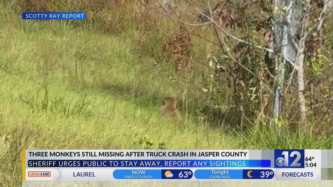 Three monkeys still missing after crash in Mississippi