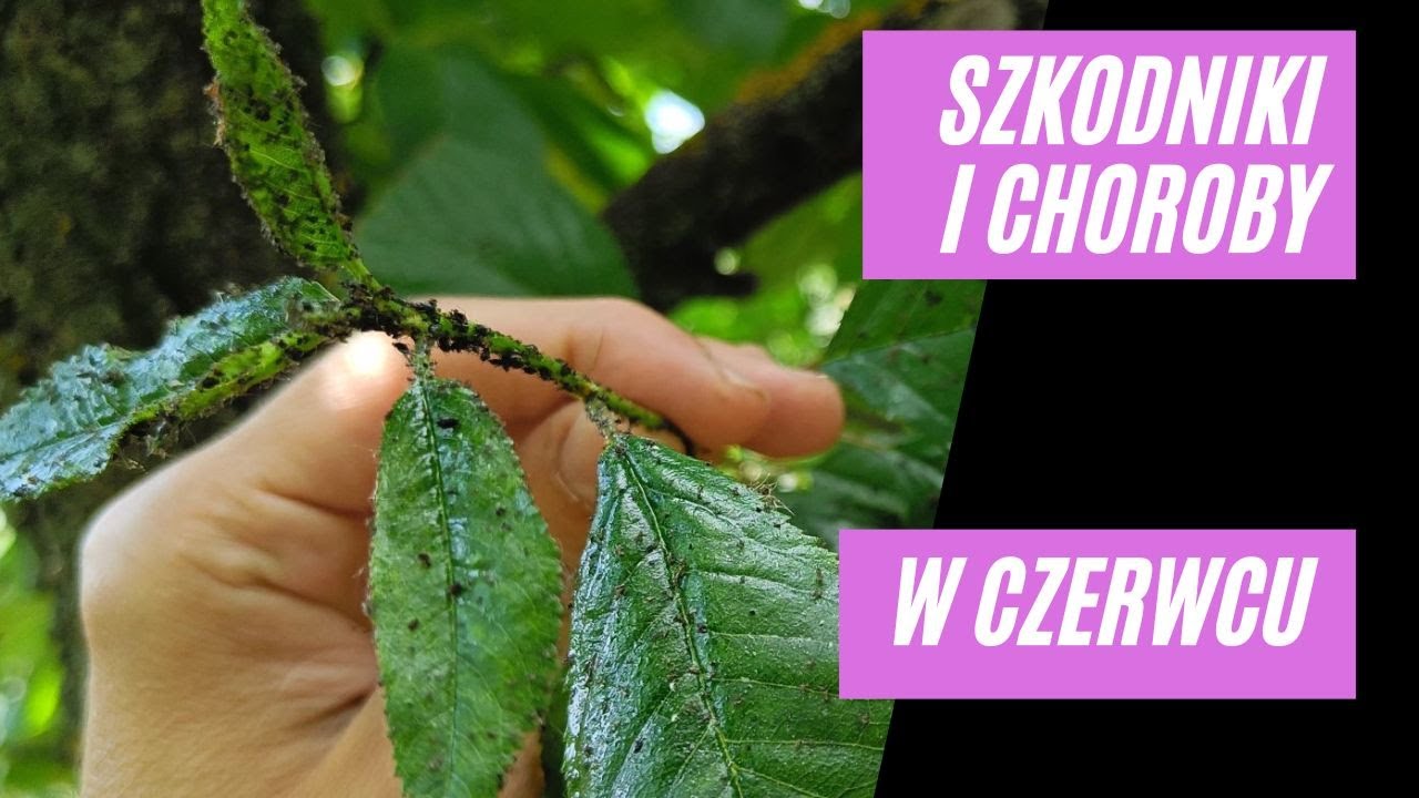 Szkodniki i choroby w czerwcowym ogrodzie