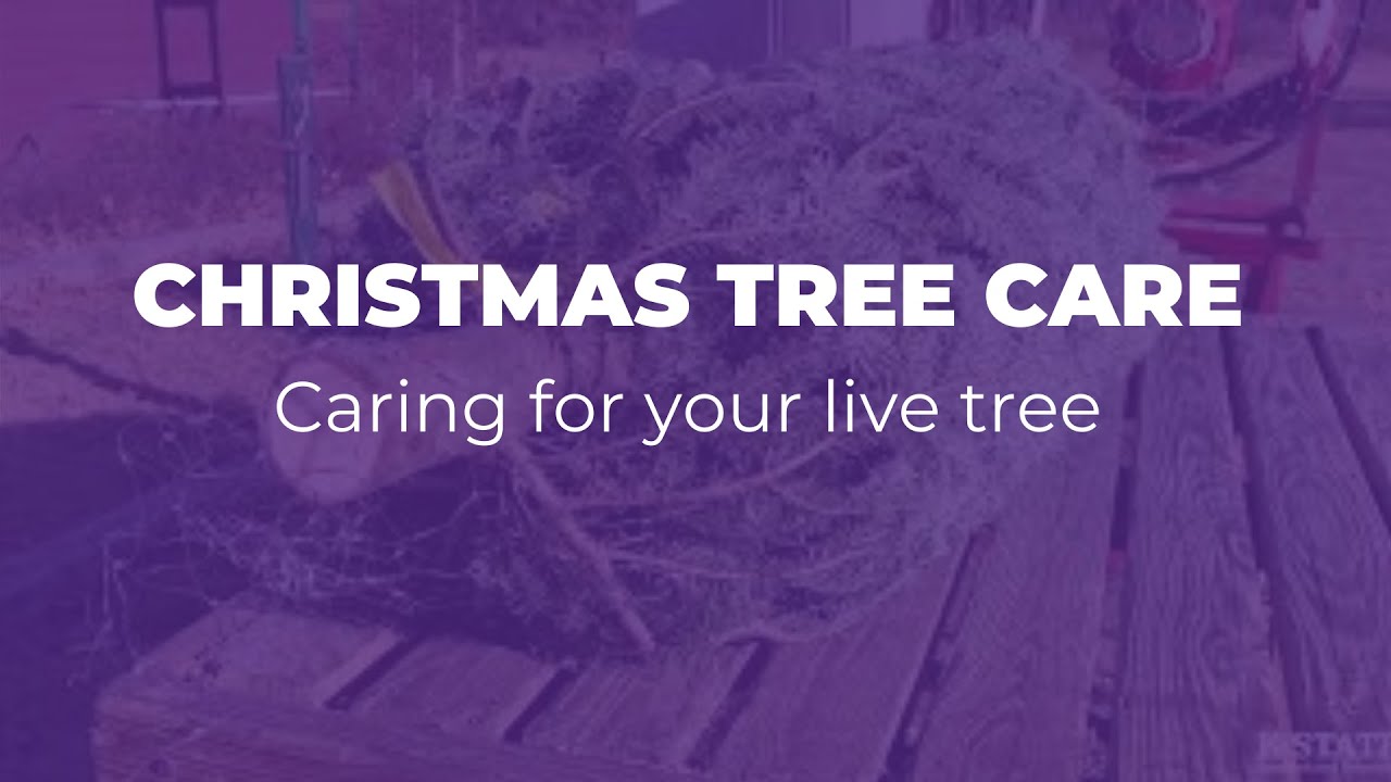 Caring for Your Live Holiday Tree | KSRE