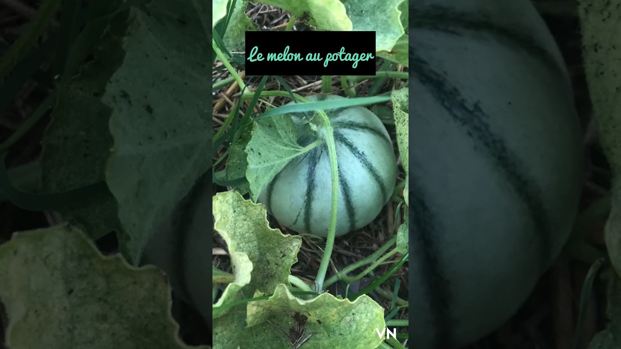 Planter les melons au potager 🍈 | Astuces permaculture #jardin