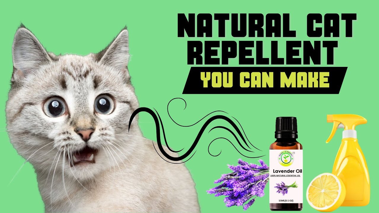 How to Make Homemade Cat Repellent to Keep Cats Away