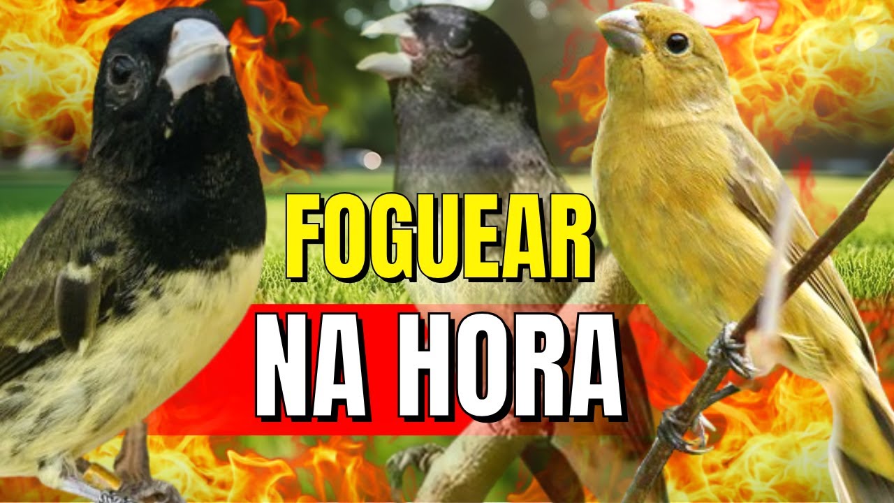 Canto Papa capim siu siu com Fêmea chamando para Esquentar papa capim siu siu e encarte siu siu