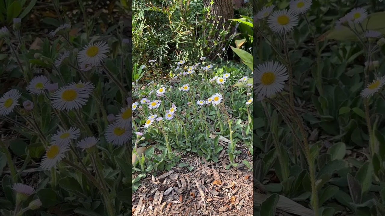 Erigeron pulchellus 'Meadow Muffin' a US native spring blooming groundcover #nativeplants
