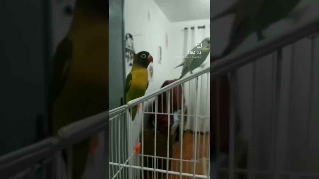 Nossos meninos arteiros  #psitacideos #Agaporni #periquito #P&aacute;ssaro #pet #shop #amorecarinho 💢😝🐦😁❣️