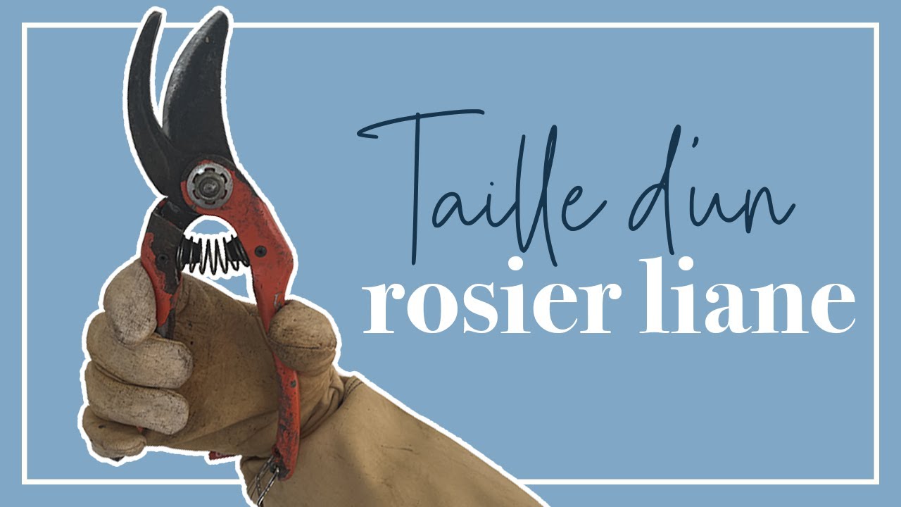 Taille pour débutants:  les rosiers liane. N'ayez plus peur!