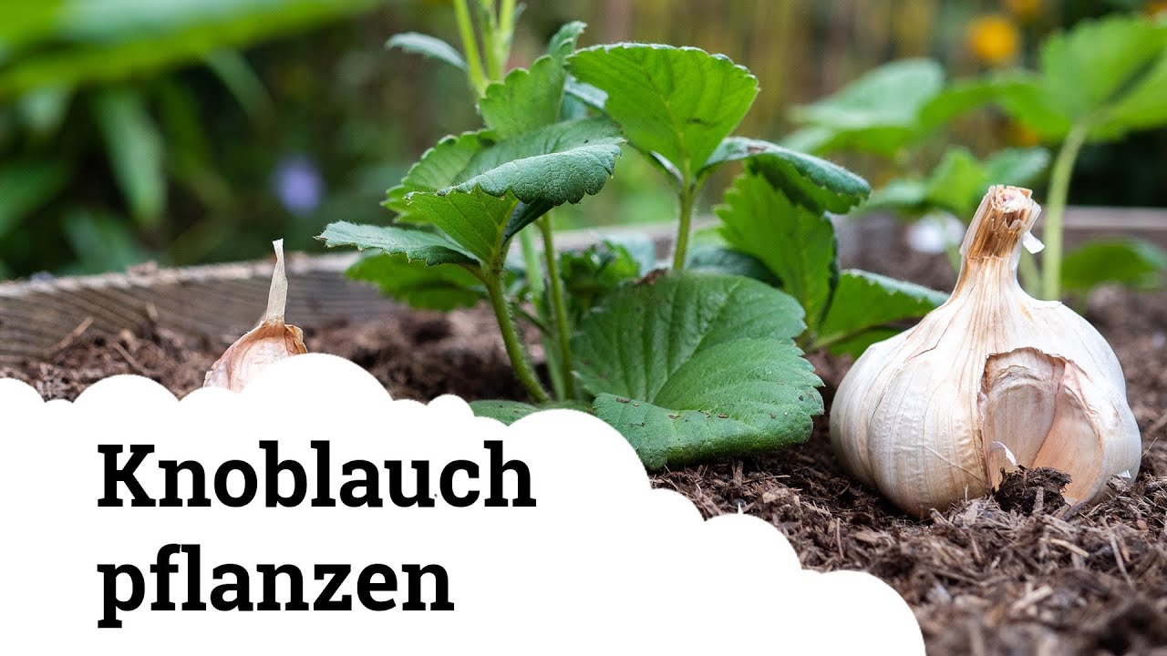Knoblauch erfolgreich anbauen - so gelingt es! 😍🌱