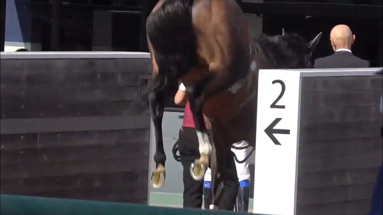 【検量柵（仕切り板）を破損させる“パワー”】4歳以上2勝クラス2着後の“パワー”スナッチ号（岩田康誠騎手）2026年2月28日（土）中山競馬場