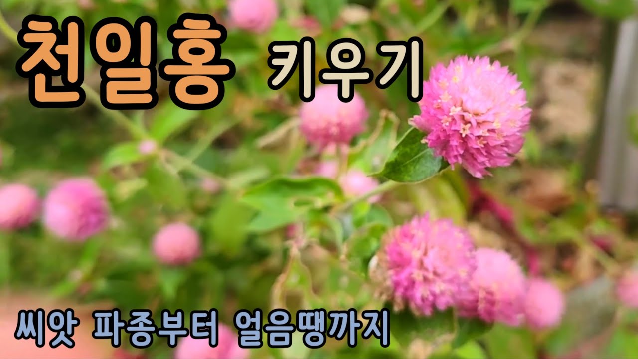 천일홍 키우기 - 얼음땡 천일홍 뽑고 봄 준비. 천일홍 파종부터 겨울까지 성장기.