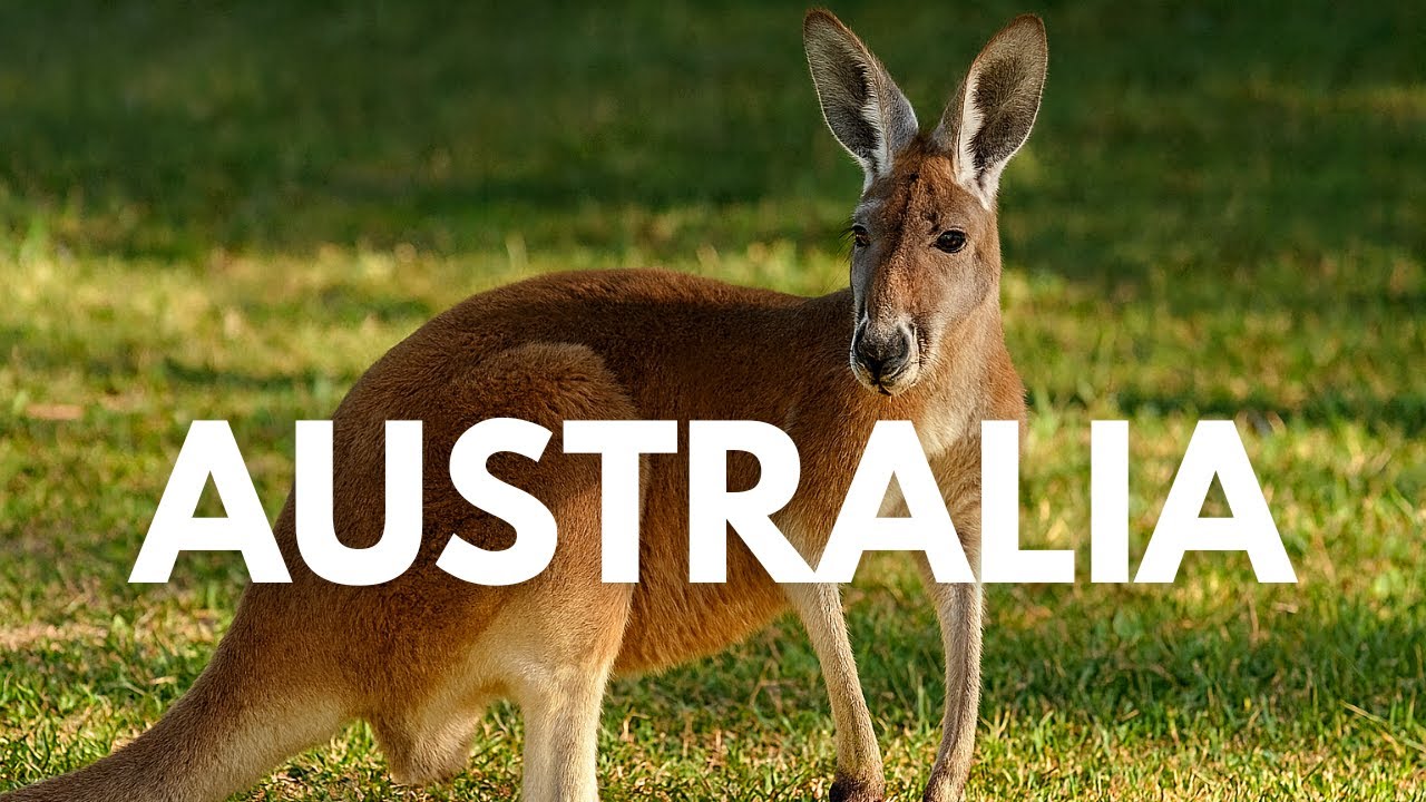 Australia’s Animals Compilation | Kangaroos, Wallabies, Koalas & Emu
