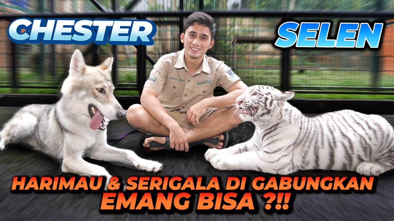 SELEN KETEMU CHESTER SI SERIGALA ! ALSHAD GA NYANGKA TERNYATA MEREKA BEGINI REAKSINYA !!