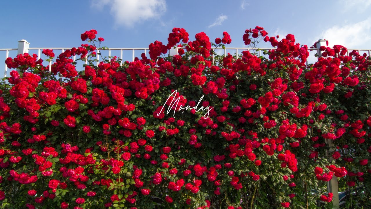 🌹[KOREA] Rose Garden in Korea | 韓國首爾玫瑰花季 | 한국장미공원 【Mon day】