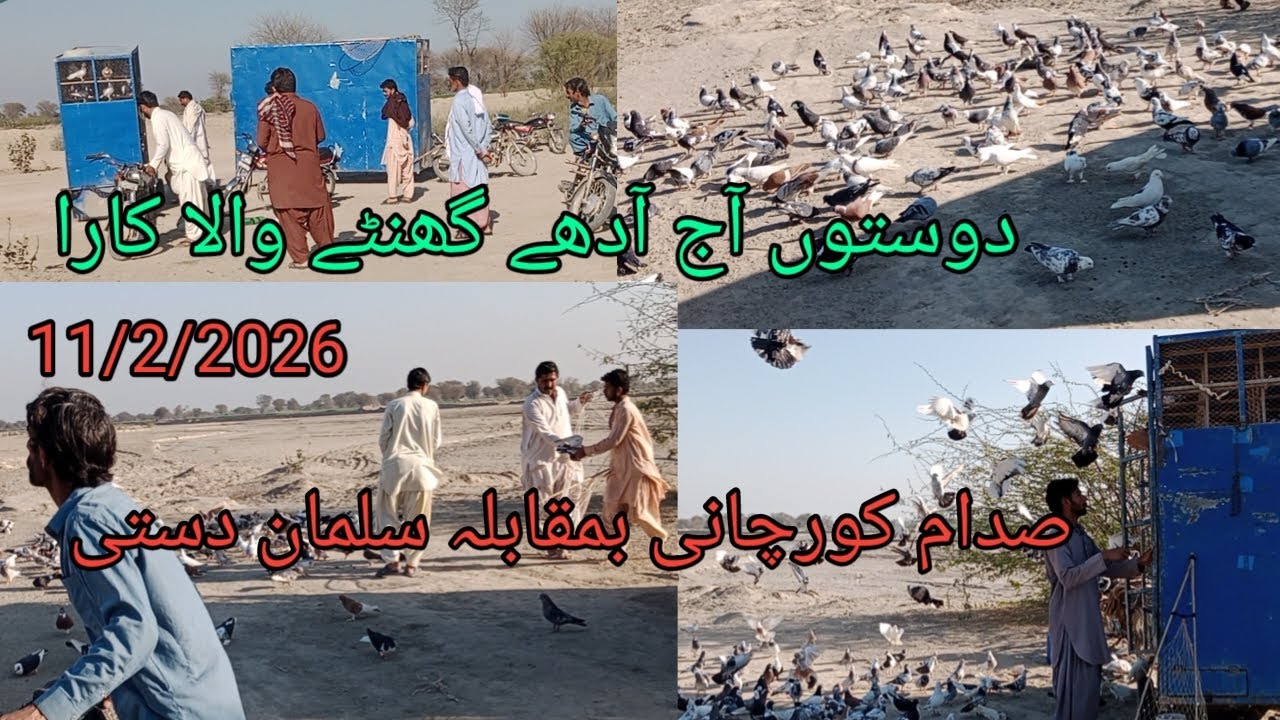 دوستوں آج کبوتر بازی کا بہت بڑا مقابلہ آدھے گھنٹے والا کارا سلمان دستی بمقابلہ صدام کورچانی 