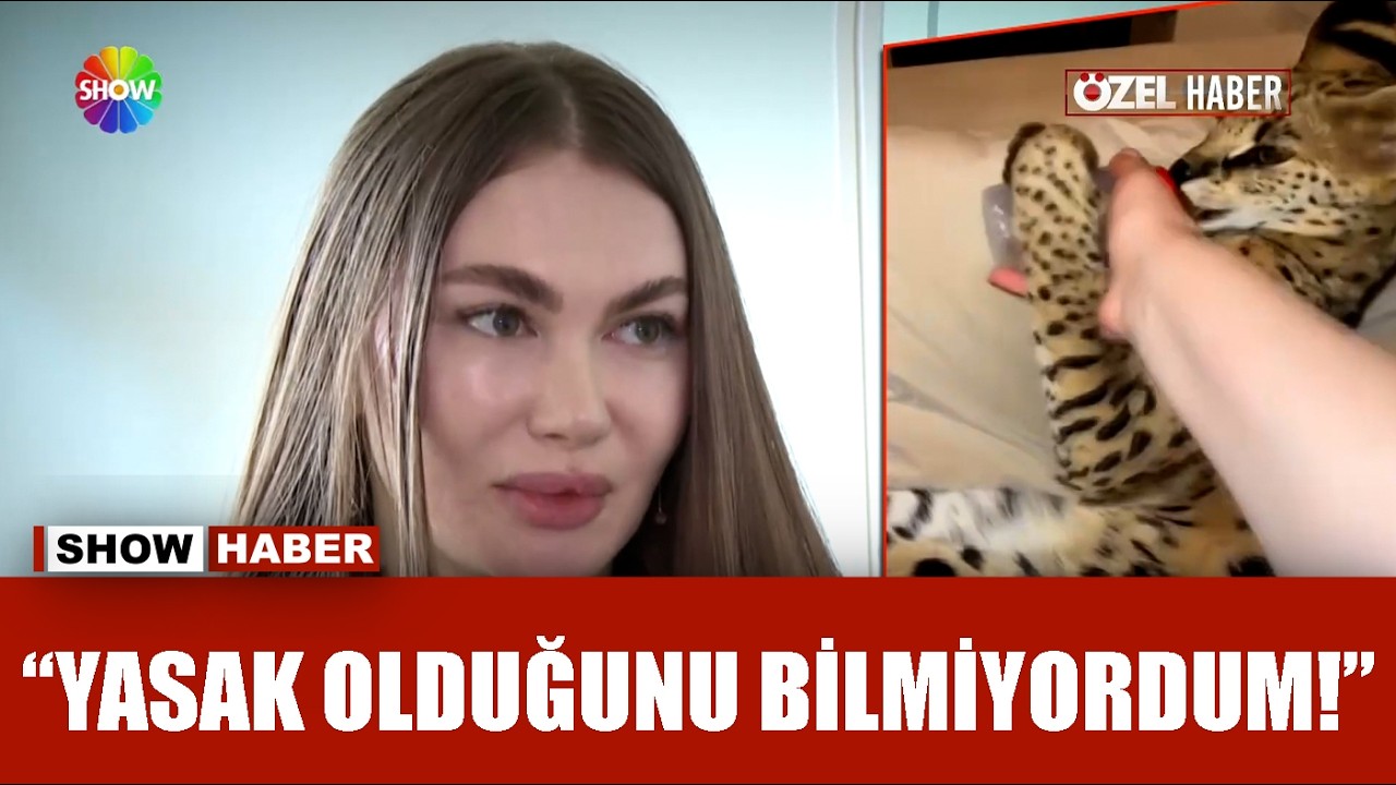 Vahşi kedinin Ukraynalı sahibi konuştu!