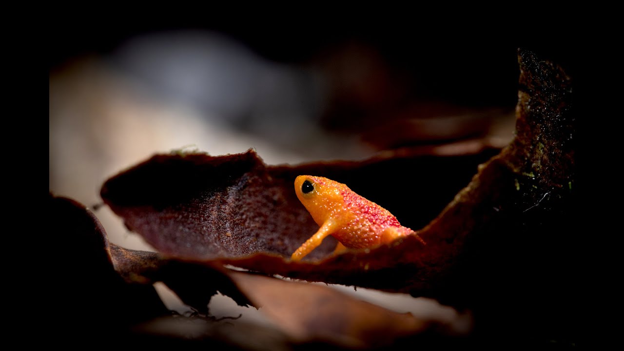 A Model Toadlet | bioGraphic