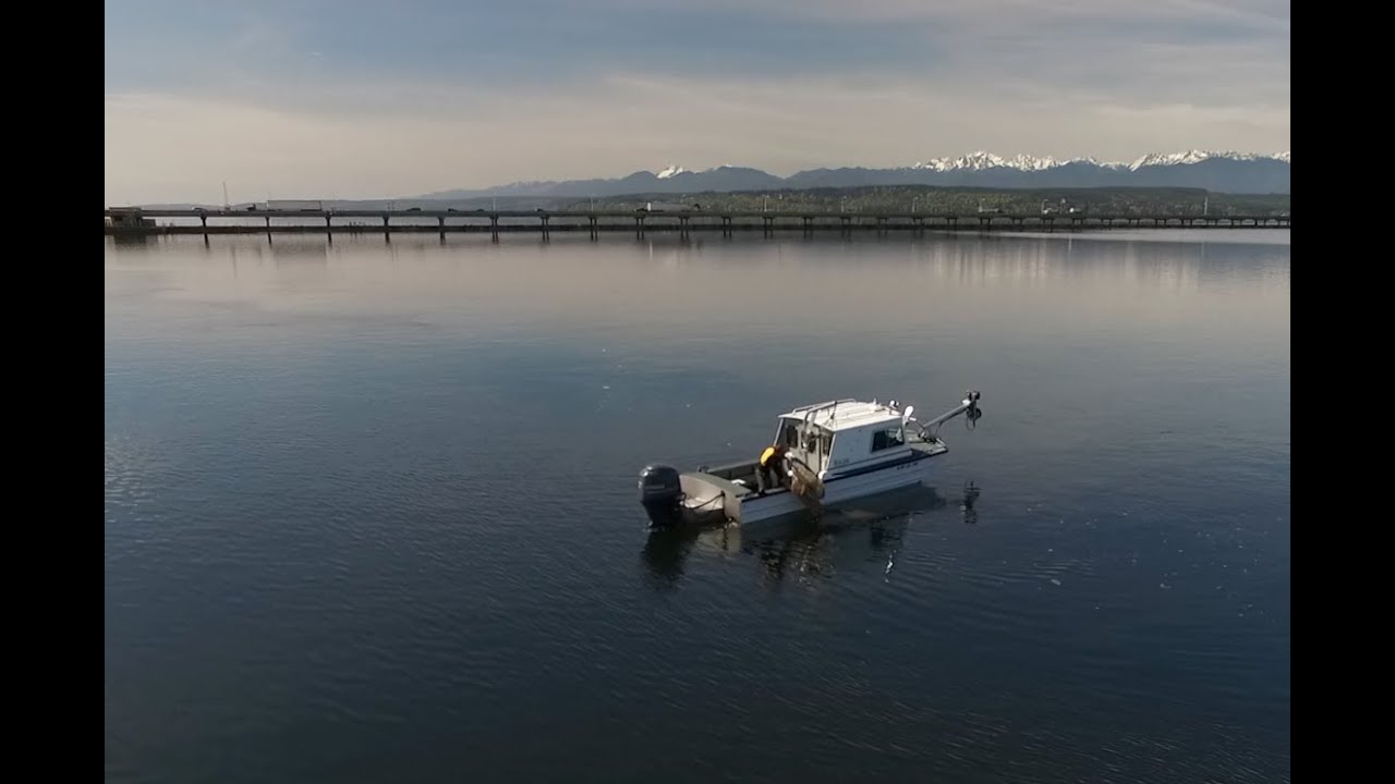 Bridging the Gap: Working Together to Save Salmon and Steelhead at the Hood Canal Bridge