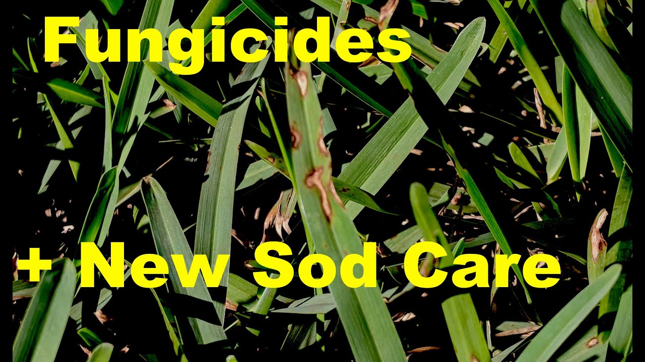 Applying Fungicides|New Sod Applications|New Lawn Challenges