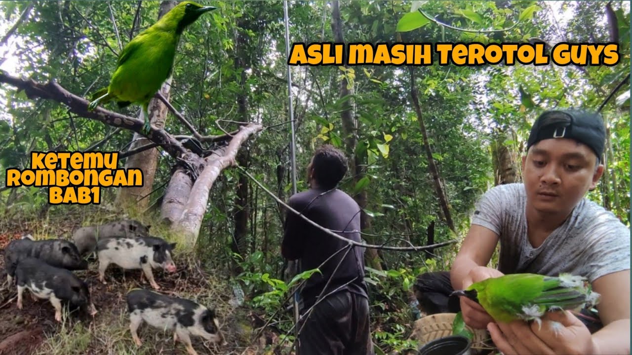 Pertualangan Memikat Burung Cucak Ijo Di Hutan Kalimantan