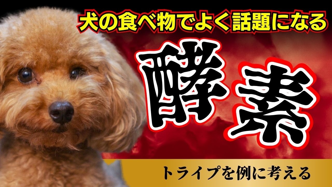 犬にとって『酵素』ってどうなの？トライプを例に考える