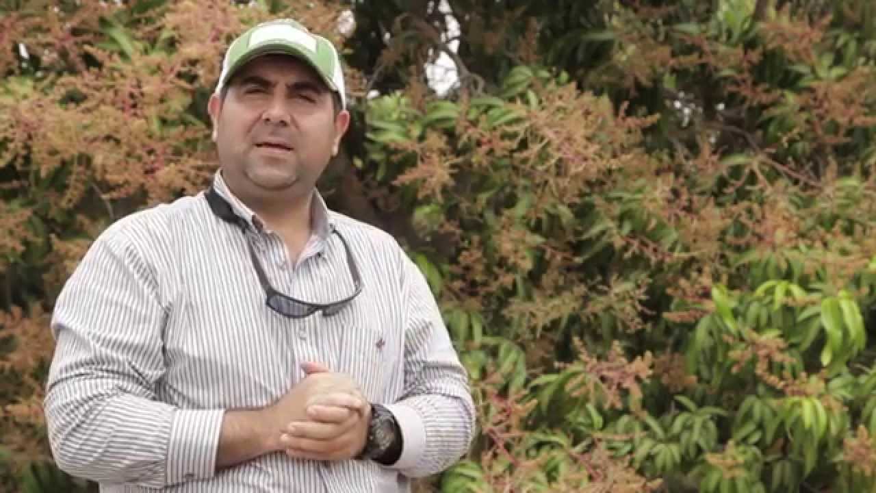 TECNOLOGIA VERNUM TESTIMONIAL EN PIURA