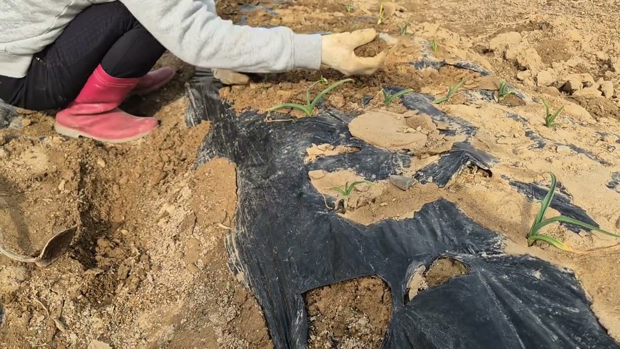 전통 재래형 밭마늘을 재현해 보려 합니다.#내가먹는것이내몸이다#자연순환유기농법#미생물농법#화학비료농약금지#흙의복원#땅의복원#밭마늘#의성마늘#전통재래밭마늘#