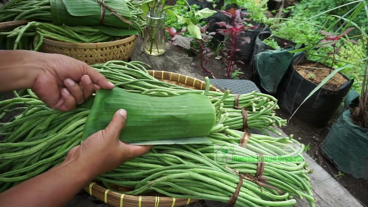 HASIL PANEN KACANG PANJANG ORGANIK DIPEKRANGAN RUMAH