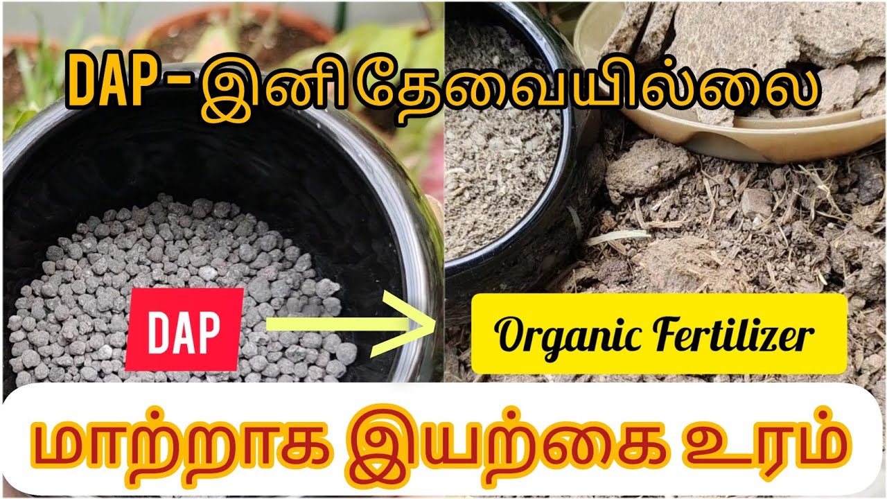 DAP மாற்றாக இயற்கை உரம்| Alternative for DAP#organicfertilizer #nature #fertilizer #new #tamil #tips
