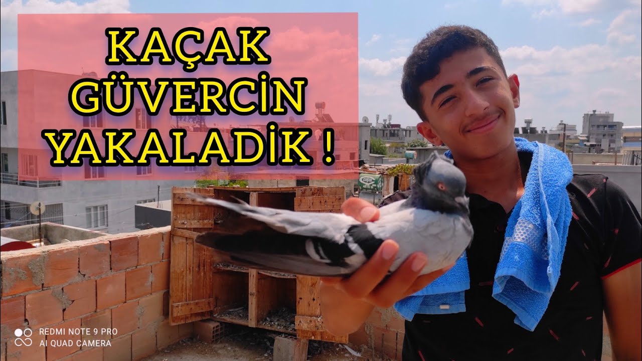 KAÇAK TAKLACI GÜVERCİN YAKALADİK ( KÜÇÜK CAMBAZ ) #SINIRSIZSERİ