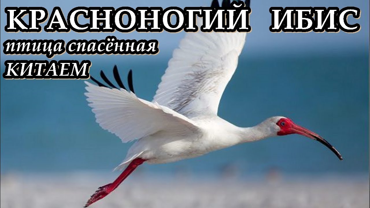 КРАСНОНОГИЙ ИБИС - Птица спасённая Китаем